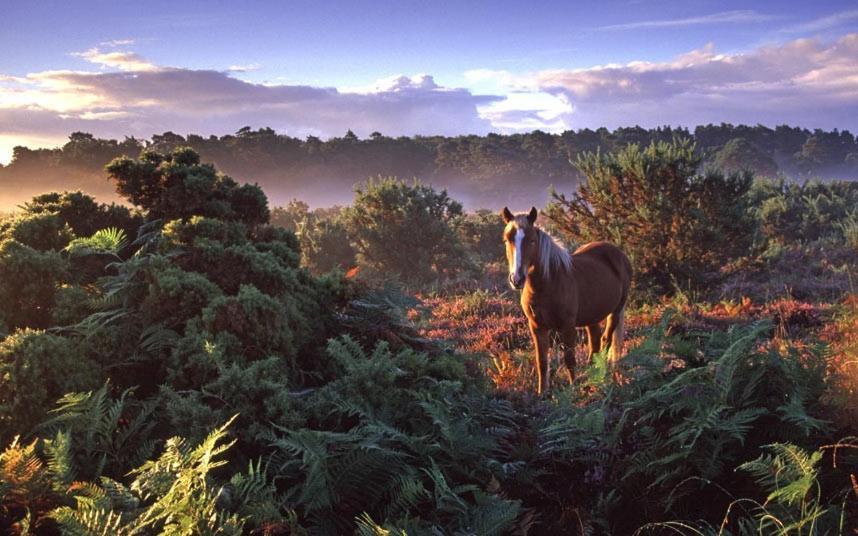 The Knightwood Oak A Luxury King Size En-Suite Space - Lymington New Forest With Totally Private Entrance - Key Box Entry - Free Parking & Private Outdoor Seating Area - Town ,Shops , Pubs & Solent Way Walking Distance & Complimentary Breakfast Items 외부 사진