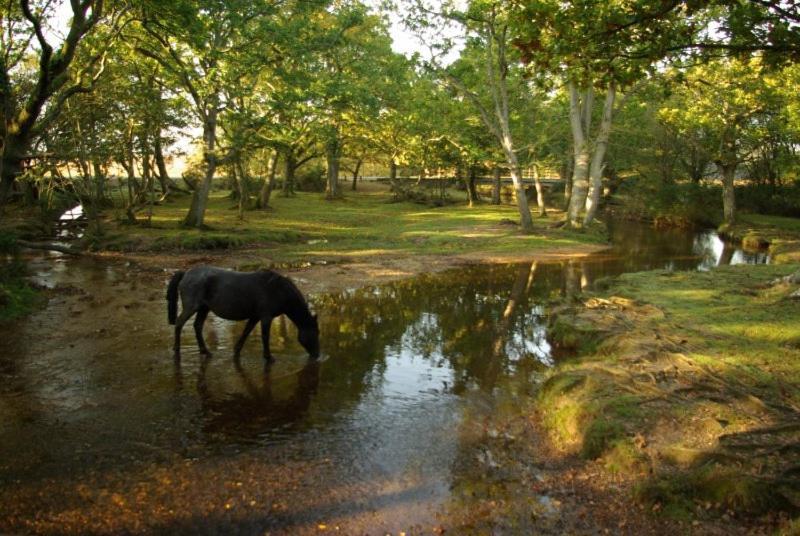 The Knightwood Oak A Luxury King Size En-Suite Space - Lymington New Forest With Totally Private Entrance - Key Box Entry - Free Parking & Private Outdoor Seating Area - Town ,Shops , Pubs & Solent Way Walking Distance & Complimentary Breakfast Items 외부 사진